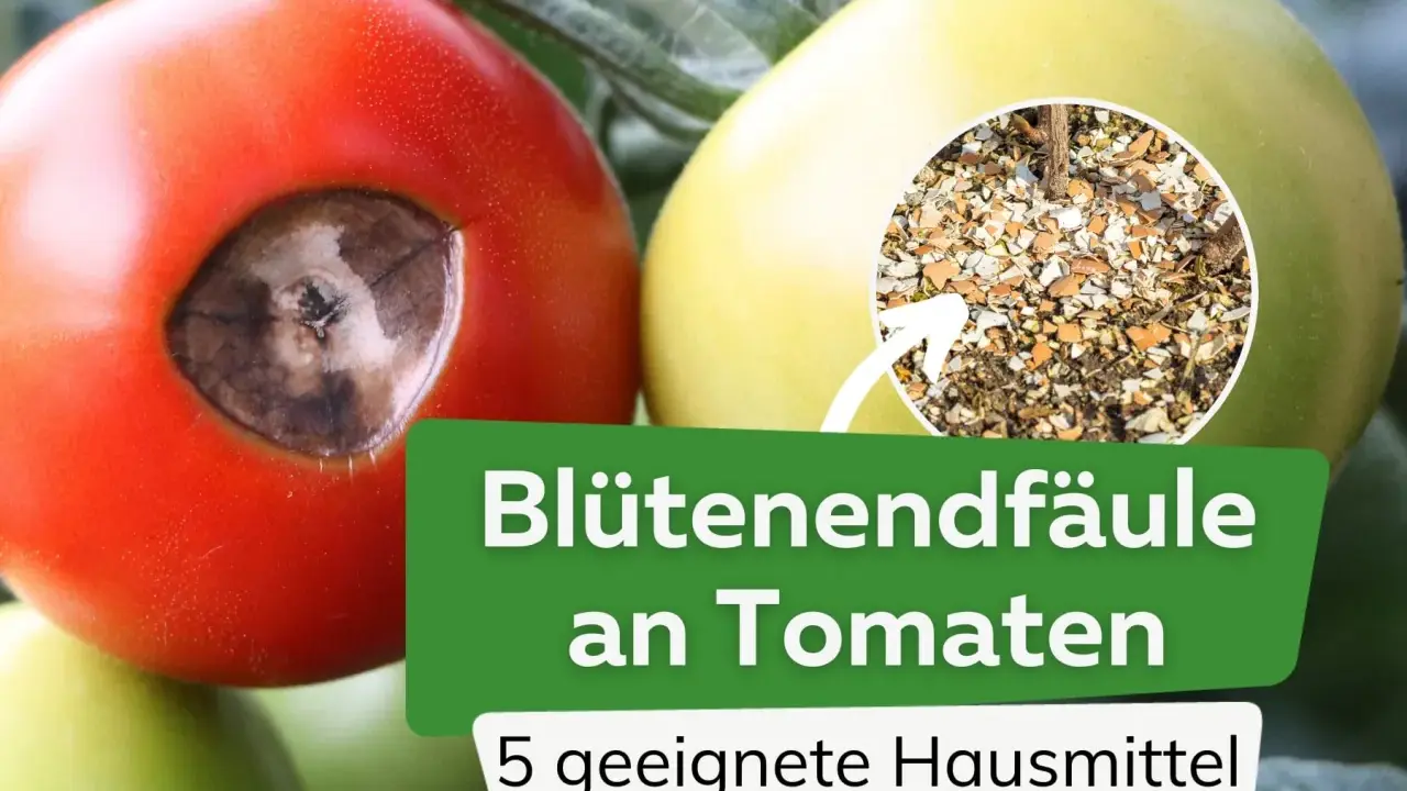 Tomaten mit Blütenendfäule, verursacht durch Kalziummangel. Ein Kreis zeigt zerstoßene Eierschalen als Hausmittel.
