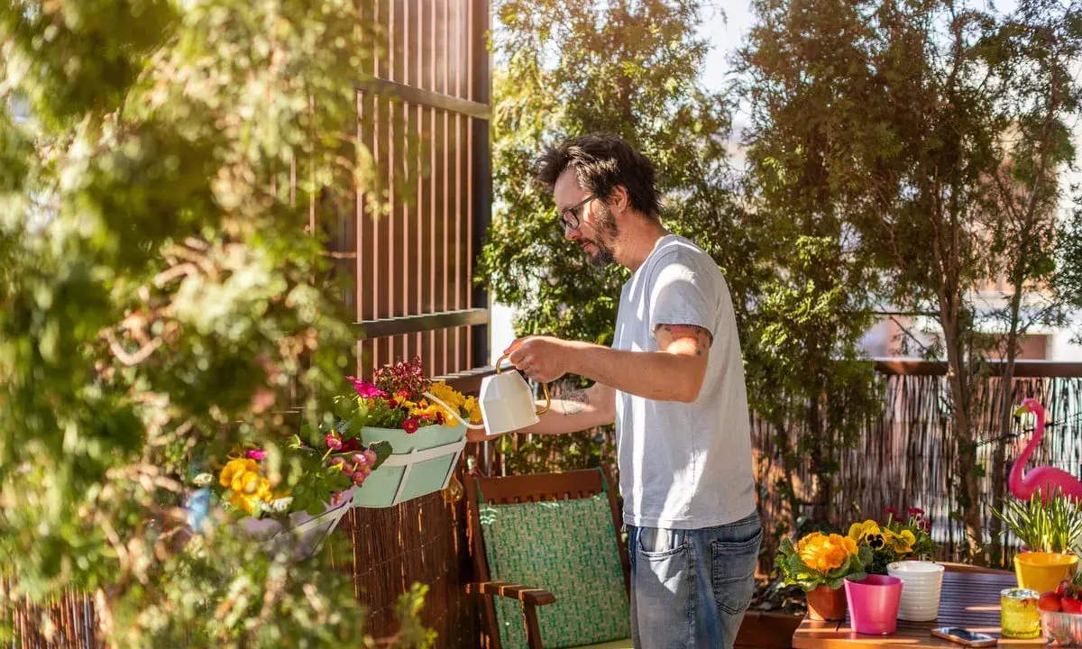 Un homme arrose une plante brise-vue qui pousse vite en bac sur son balcon ensoleillé.