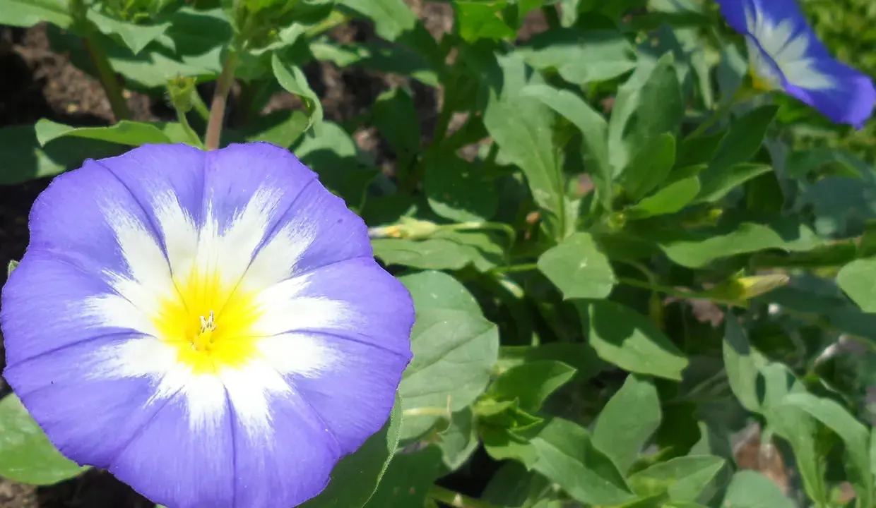 Une belle de jour fleur, d'un bleu éclatant avec un cœur jaune, s'épanouit au soleil, entourée de feuilles vertes luxuriantes.