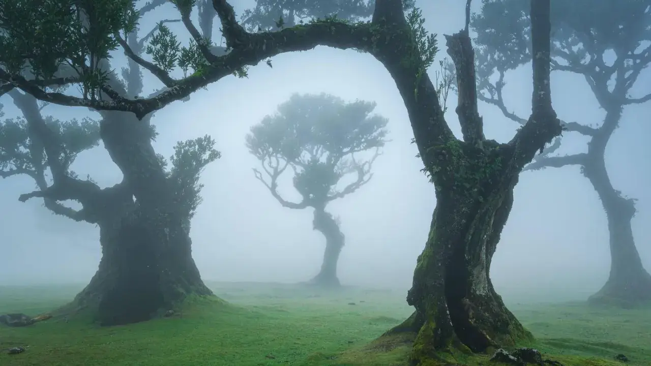 Mystische Bäume im Fanal Forest auf Madeira, umhüllt von Nebel. Moosbedeckte Stämme ragen in den Dunst, ein magischer Anblick.