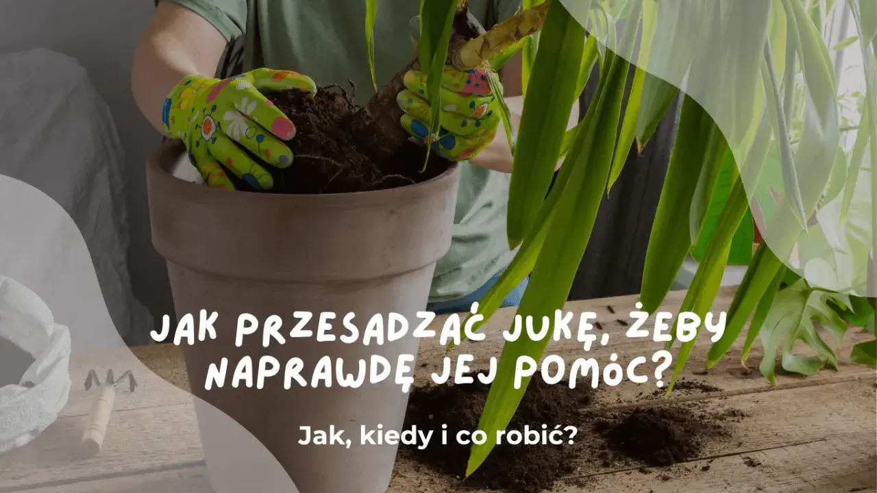 Ręce w rękawiczkach przesadzają jukę do nowej doniczki. Dowiedz się, jak przesadzić jukę, by jej pomóc.