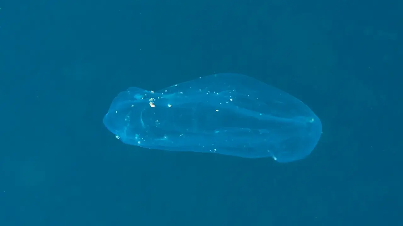 Una medusa qualle trasparente fluttua nell'acqua blu, mostrando le sue delicate strutture interne.