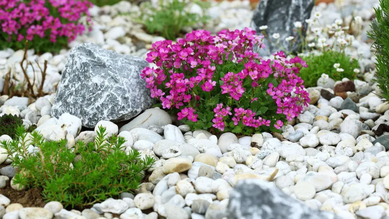 Rocalla con flores rosas y verdes, piedras blancas y grises. Ideas para como hacer una rocalla.