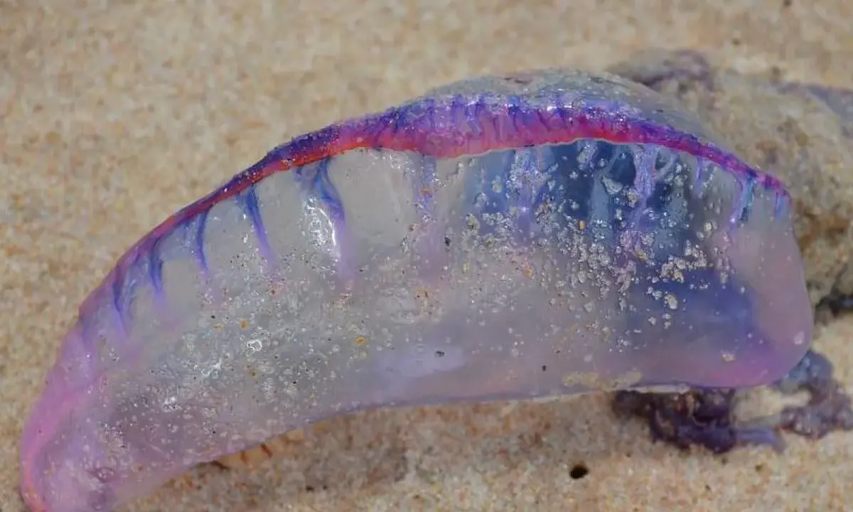 Un Physalia physalis, noto anche come caravella portoghese, spiaggiato sulla sabbia. I suoi colorati tentacoli medusa brillano sotto il sole.