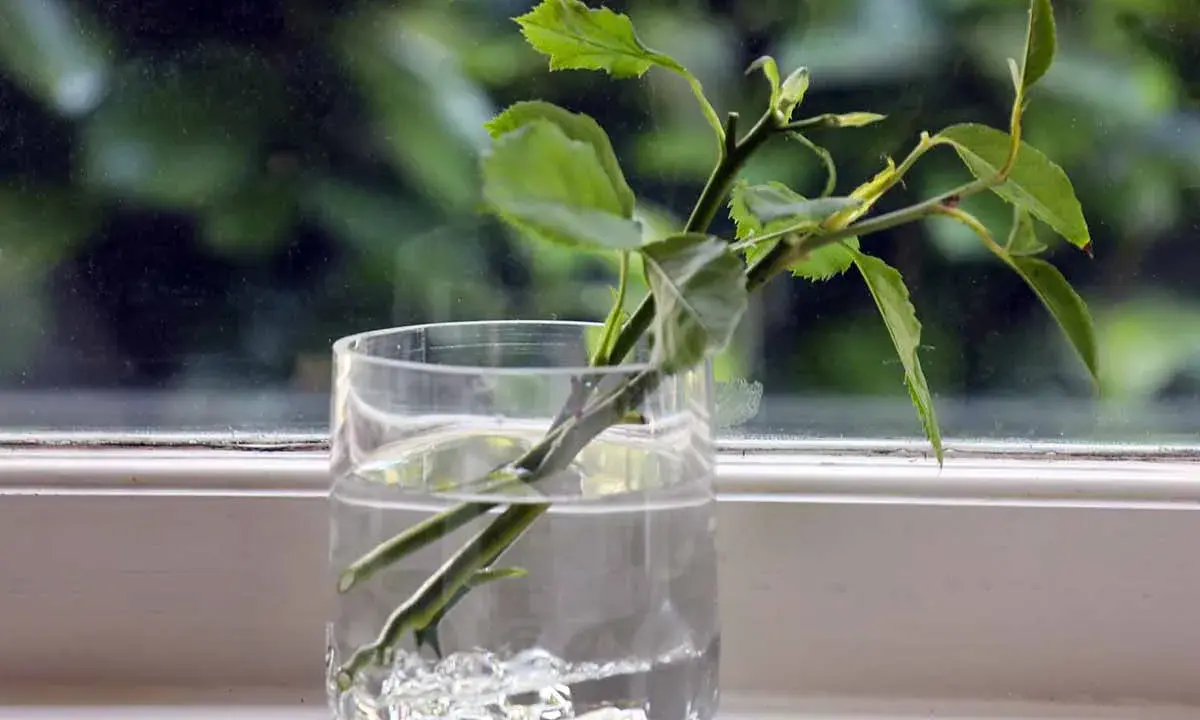 Des tiges de rosier en train de bouturer dans un verre d'eau, sur un rebord de fenêtre.