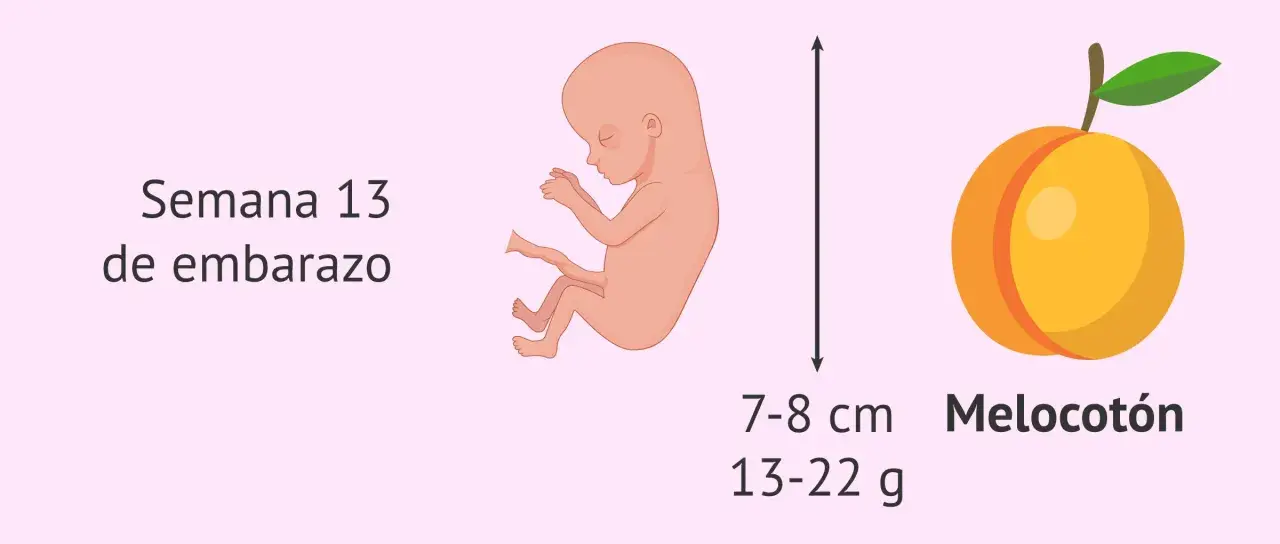 Bebé de 13 semanas de embarazo, mide 7-8 cm y pesa 13-22 g, similar a un melocotón.