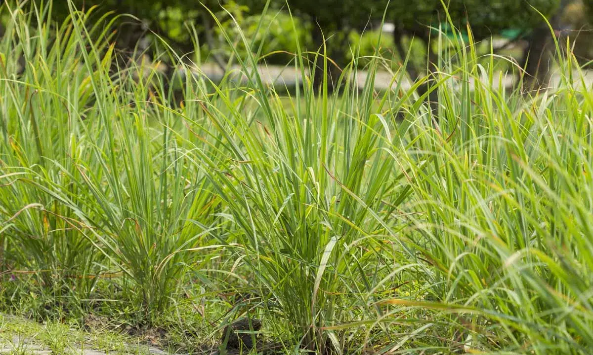 Lush green lemongrass plants grow in a garden. This image makes you wonder if lemongrass can survive winter.