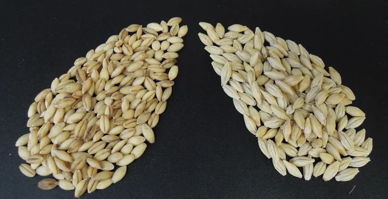 Two piles of barley grains on a black background. The left pile is darker, showing what is malted barley. The right pile is lighter, showing raw barley.