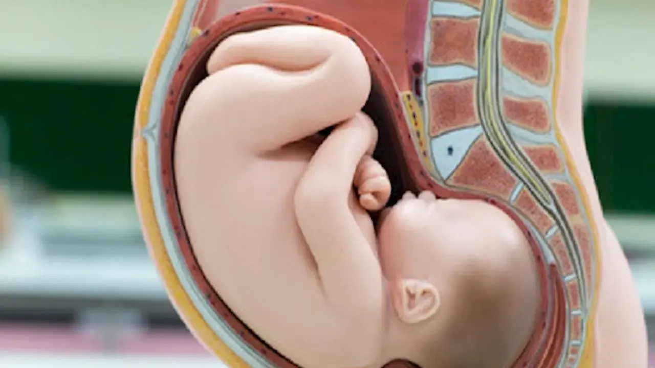 Model anatomiczny przedstawia dziecko w łonie matki w prawidłowym **położeniu główkowym**.
