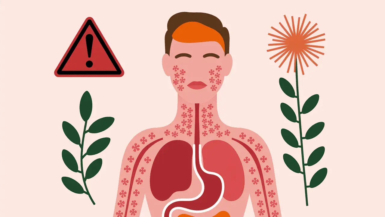 Attention : achillée millefeuille danger. Illustration d'une personne réagissant à une plante, avec des éruptions cutanées et des organes internes affectés.