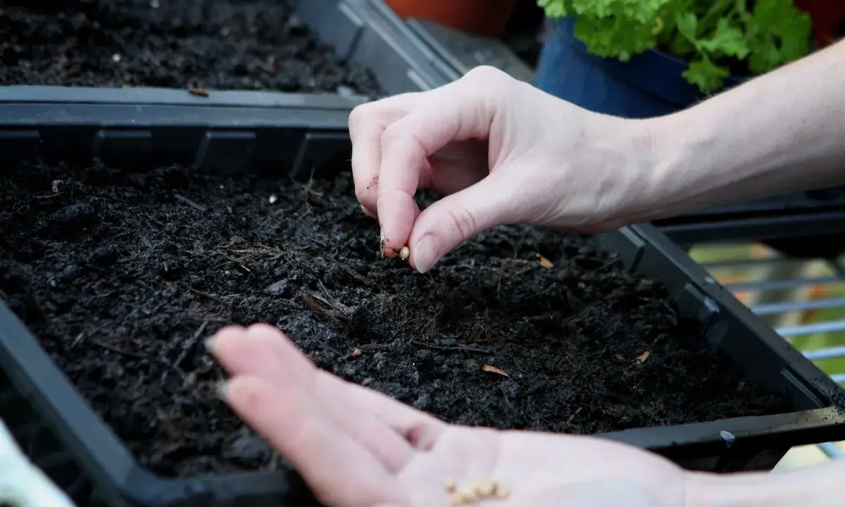 Main tenant, avec soin, sème des graines de persil dans la terre humide. Bientôt, de jeunes pousses vertes émergeront.