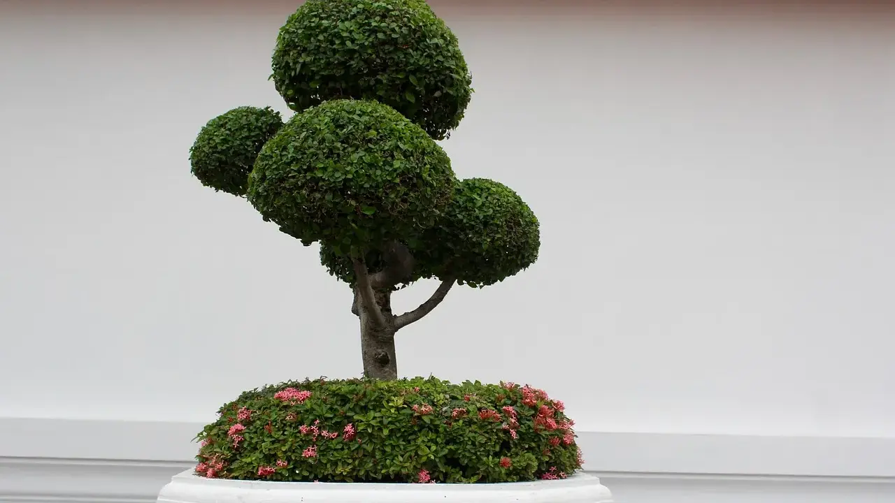 Starannie uformowane drzewko bonsai z różowymi kwiatami u podstawy, ozdabia wejście do domu.