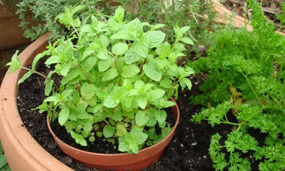 Un plant de menthe luxuriant dans un pot en terre cuite, prêt à être planté. À côté, du persil frisé pousse.
