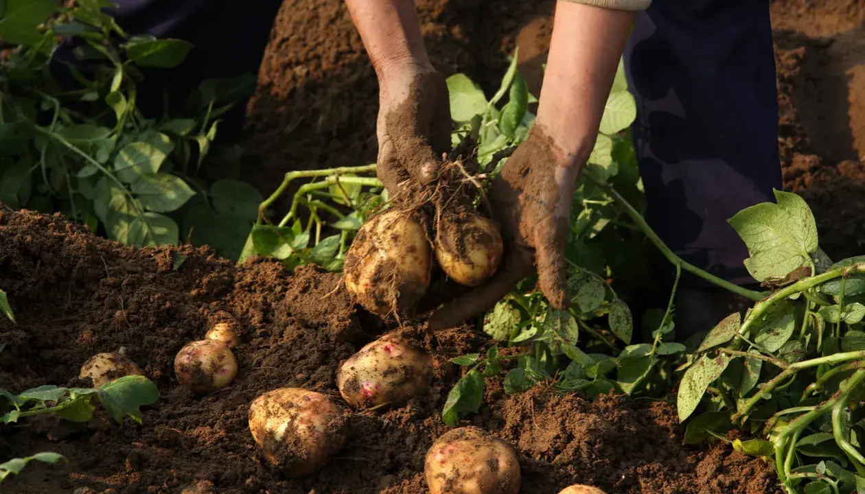 Mains terreuses récoltent des pommes de terre en fleur dans le sol. Les tubercules fraîchement déterrés sont encore couverts de terre.