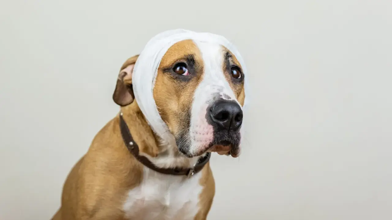 Un chien au pelage brun et blanc porte un bandage blanc autour de la tête, suggérant un hématome à l'oreille.