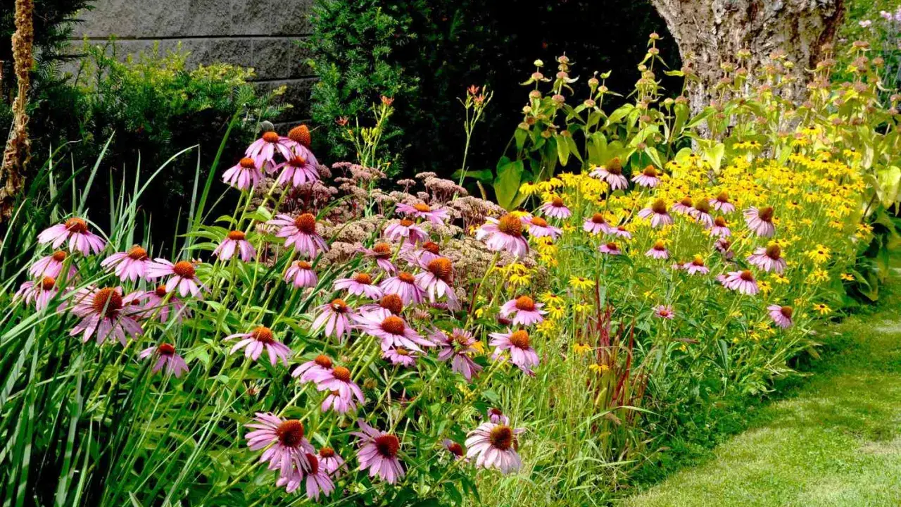 A vibrant garden bed filled with pink coneflowers and yellow black-eyed Susans, showcasing beautiful drought tolerant annuals thriving beside a grassy path.