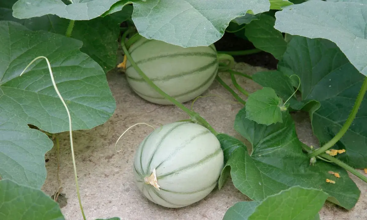Deux jeunes melons verts, encore pâles, poussent dans une plantation de melon. Leurs rayures distinctives sont déjà visibles sous les grandes feuilles.