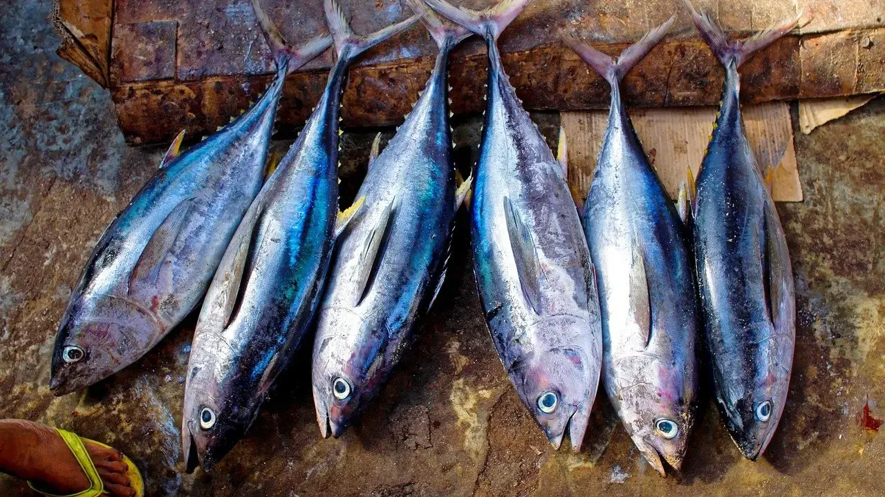 Sei pesci di **blauflossen thunfisch** allineati su una superficie grezza, con una mano in infradito gialla in primo piano.