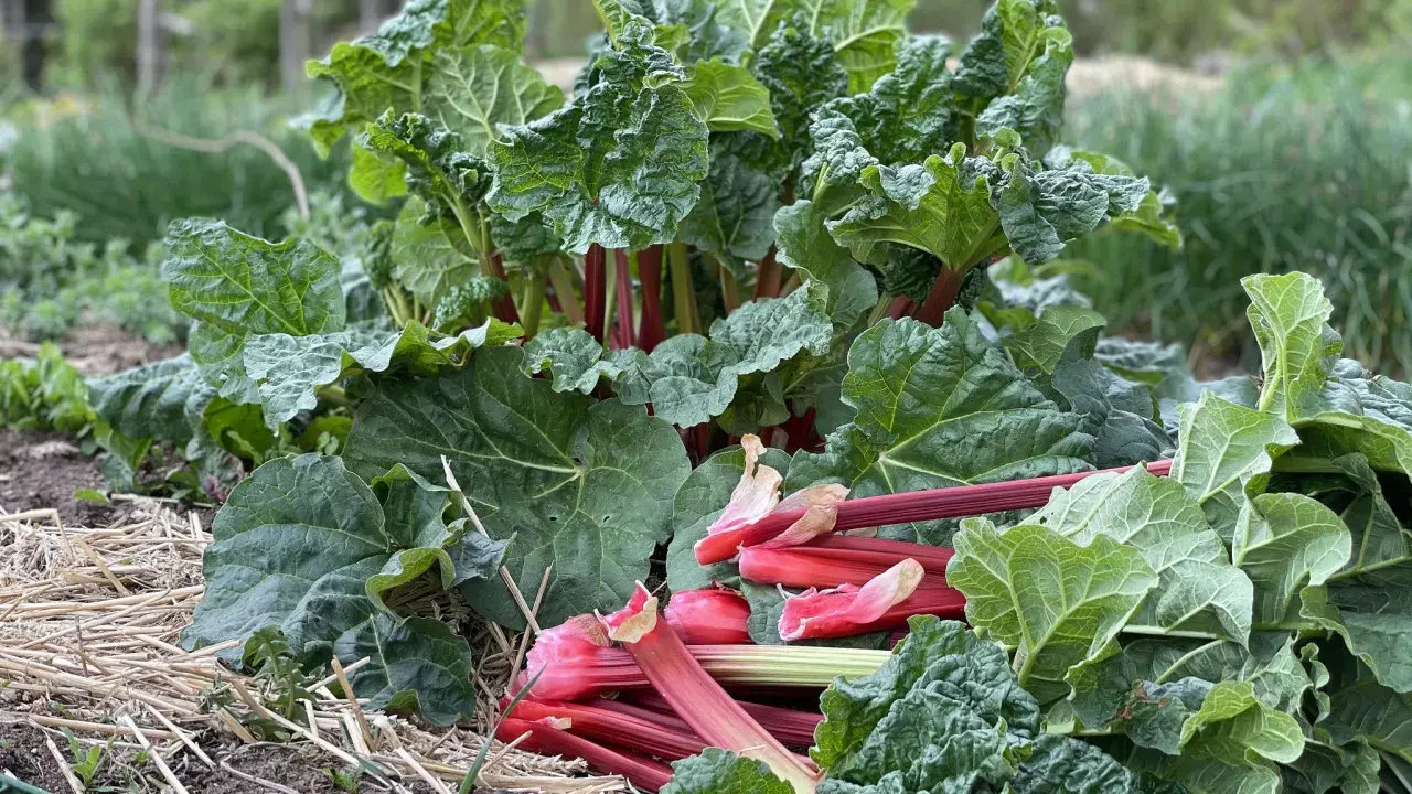 En frodig rabarberplanta med röda stjälkar och stora gröna blad. En del stjälkar har skördats och ligger framför plantan, redo för en rabarberblomma-inspirerad paj.