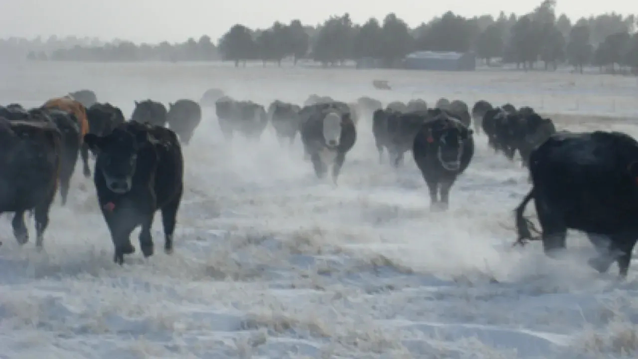 Cattle herd running through snow. Some plants can contain prussic acid, a dangerous toxin for livestock.