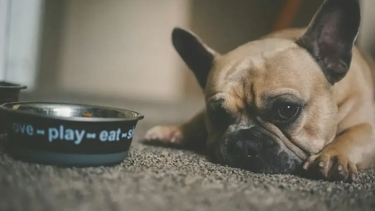 Smutny buldog francuski leży obok miski z napisem "love-play-eat". Czy psu można dać stoperan, gdy ma problemy z brzuszkiem?