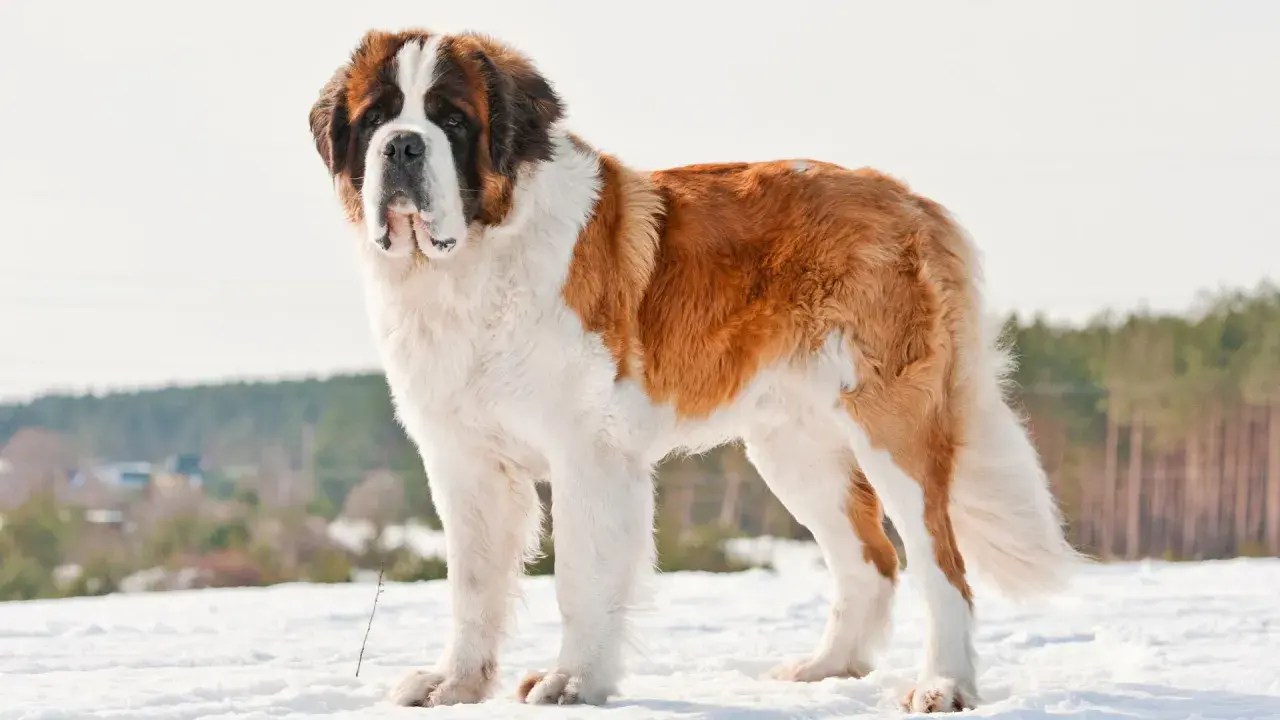 Un majestueux chien de race Saint-Bernard, rappelant le chien Beethoven, se tient fièrement dans la neige.