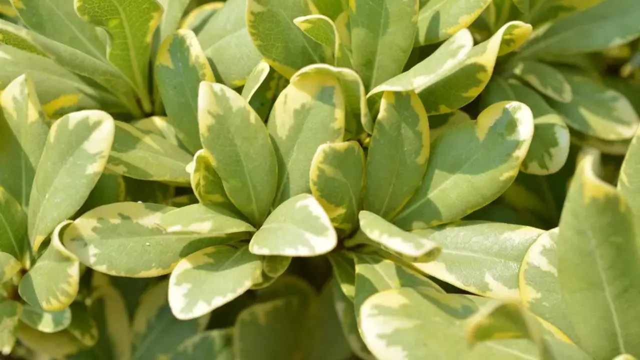 Feuilles vertes et jaunes d'un Pittosporum tobira, créant un motif moucheté lumineux.