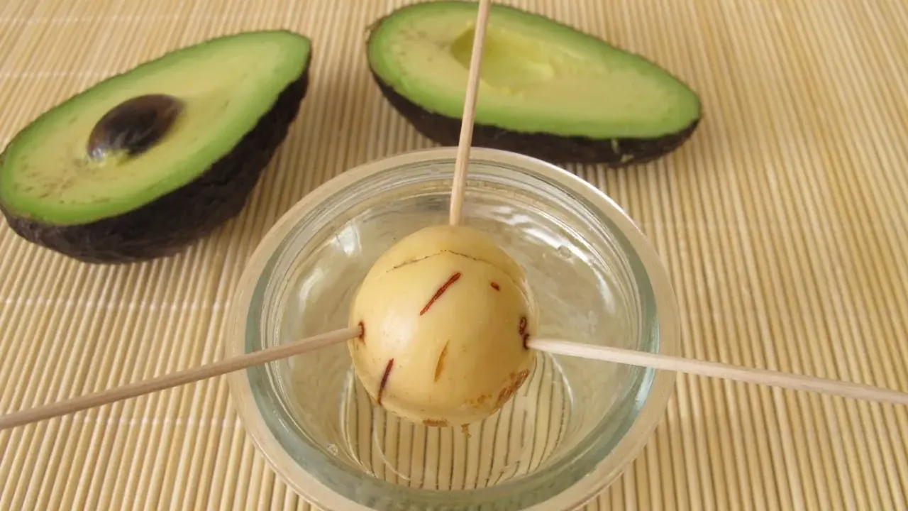 Préparation pour faire pousser un avocat : un noyau est suspendu dans un verre d'eau avec des cure-dents, à côté de deux moitiés d'avocat.