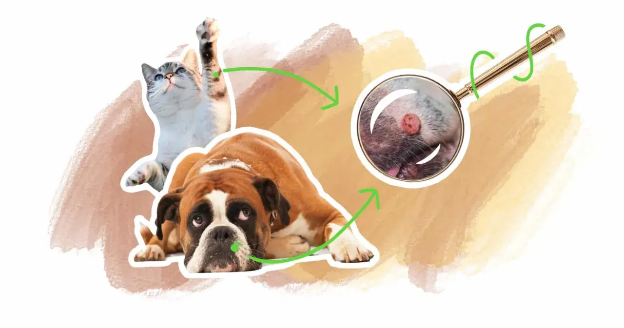 Un chat et un chien boxer, avec une loupe examinant une verrue sur le museau du chien. Illustration sur le verrue chien traitement.