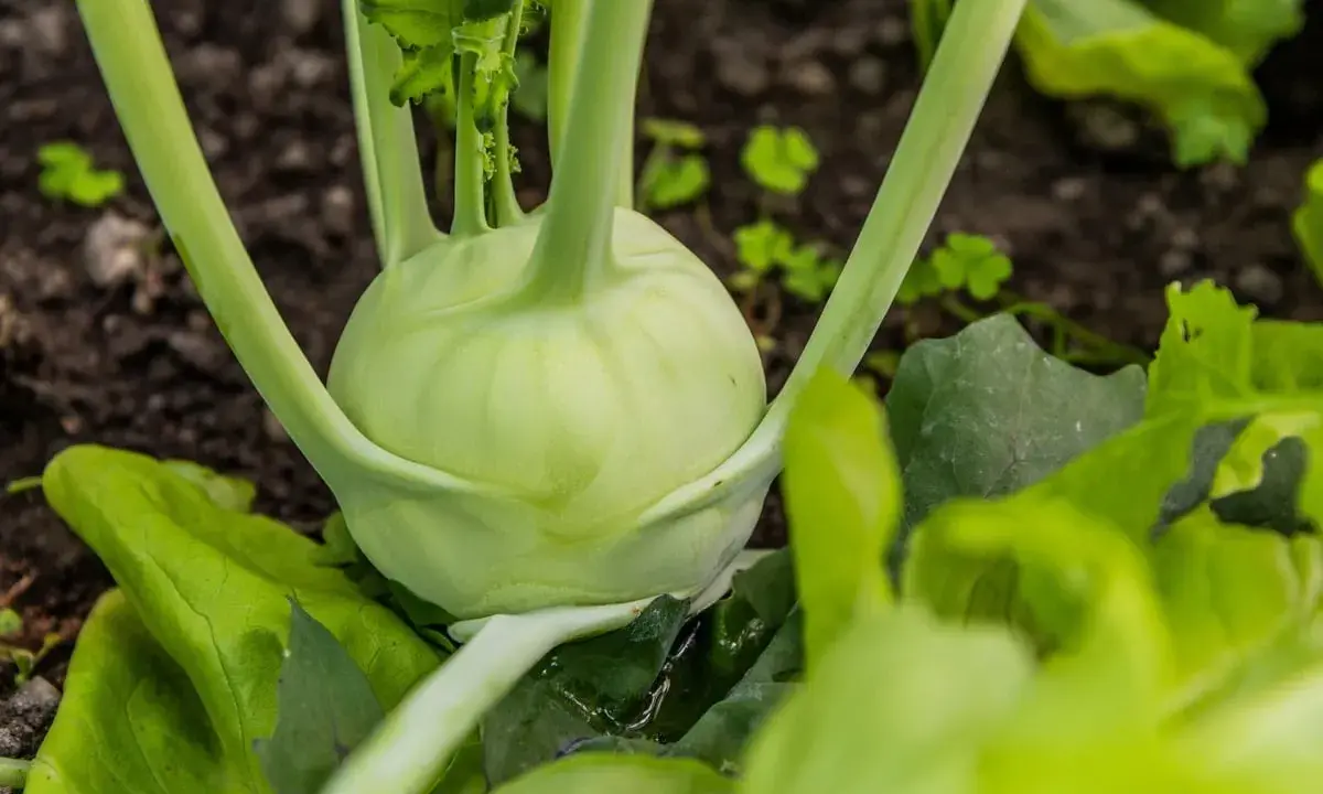 Gros plan sur un chou-rave vert pâle, ses tiges épaisses émergeant de la terre. Les feuilles vertes luxuriantes l'entourent.