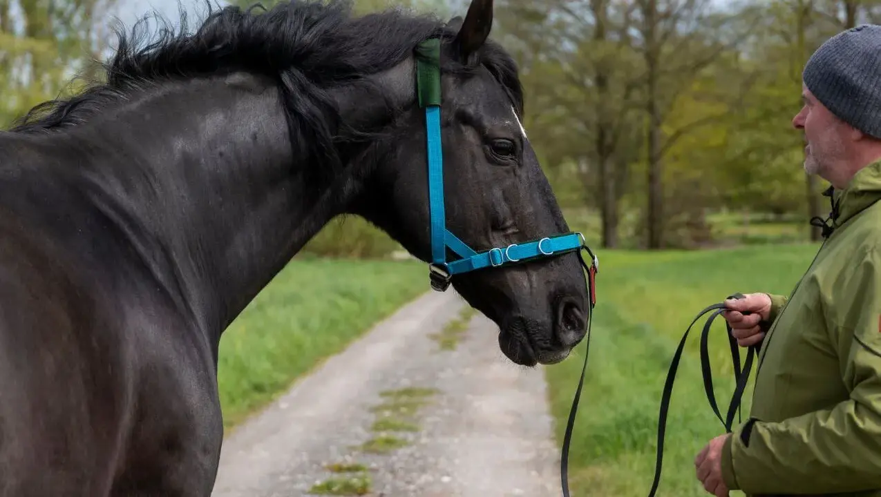 Mann zeigt, wie man ein Hackamore richtig verschnallt. Schwarzes Pferd mit blauem Halfter steht auf einem Feldweg.