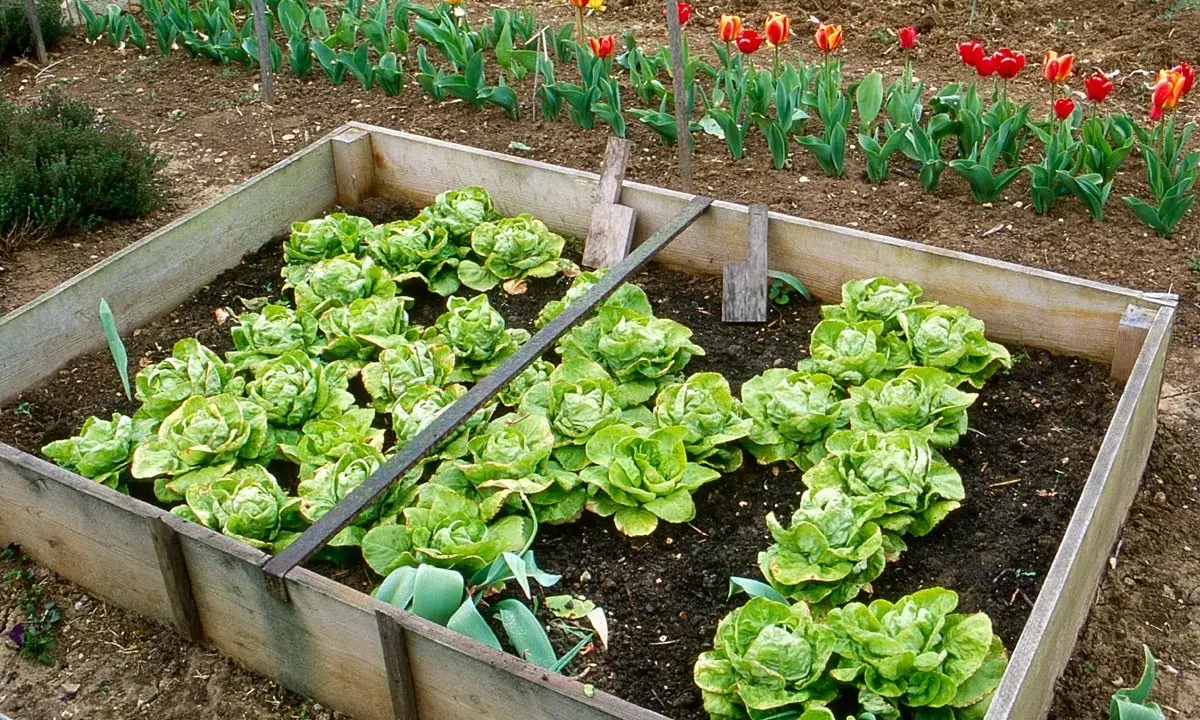 Carré potager en bois rempli de jeunes salades vertes. Tulipes en arrière-plan.