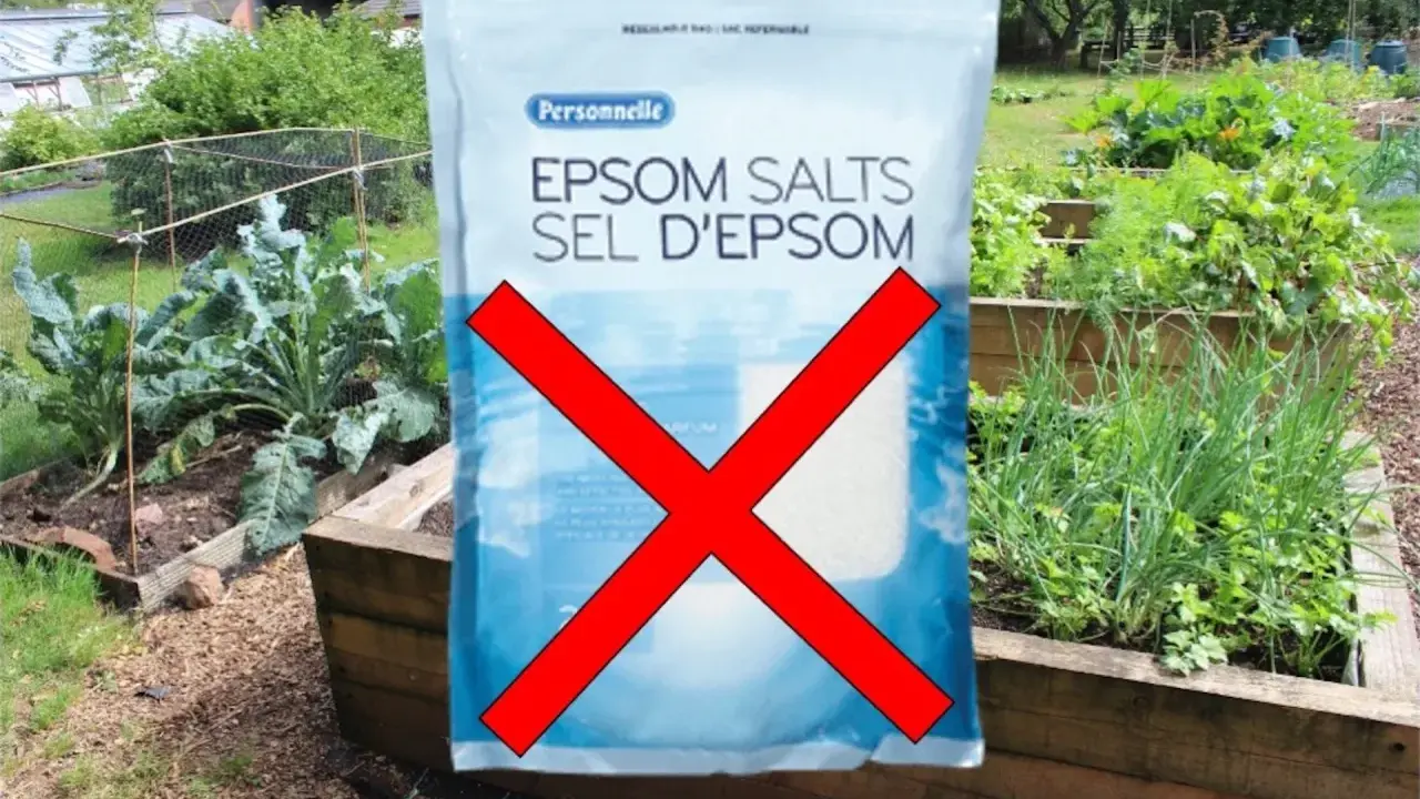 Sac de sels d'Epsom barré, avertissement sur les sels d'epsom danger pour le jardin.