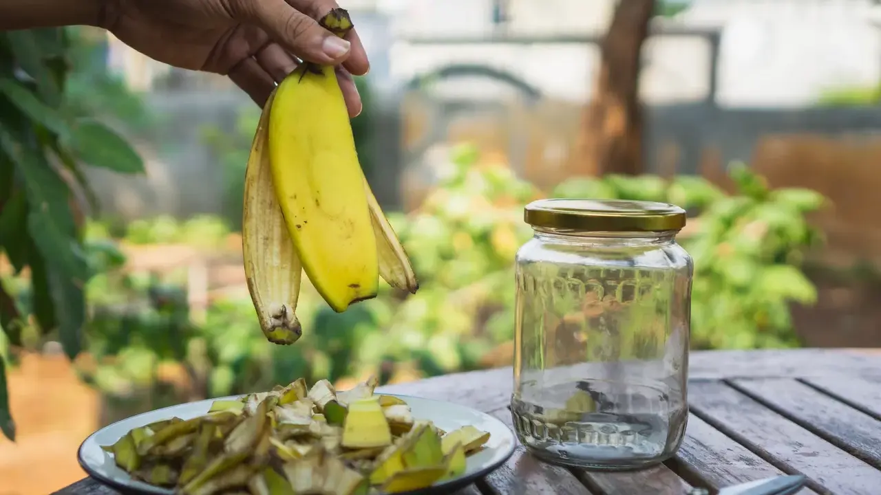 Ręka trzyma skórki banana nad talerzem z pokrojonymi resztkami. Obok stoi słoik, idealny do przygotowania nawozu z bananów. Jak często podlewać rośliny takim nawozem?