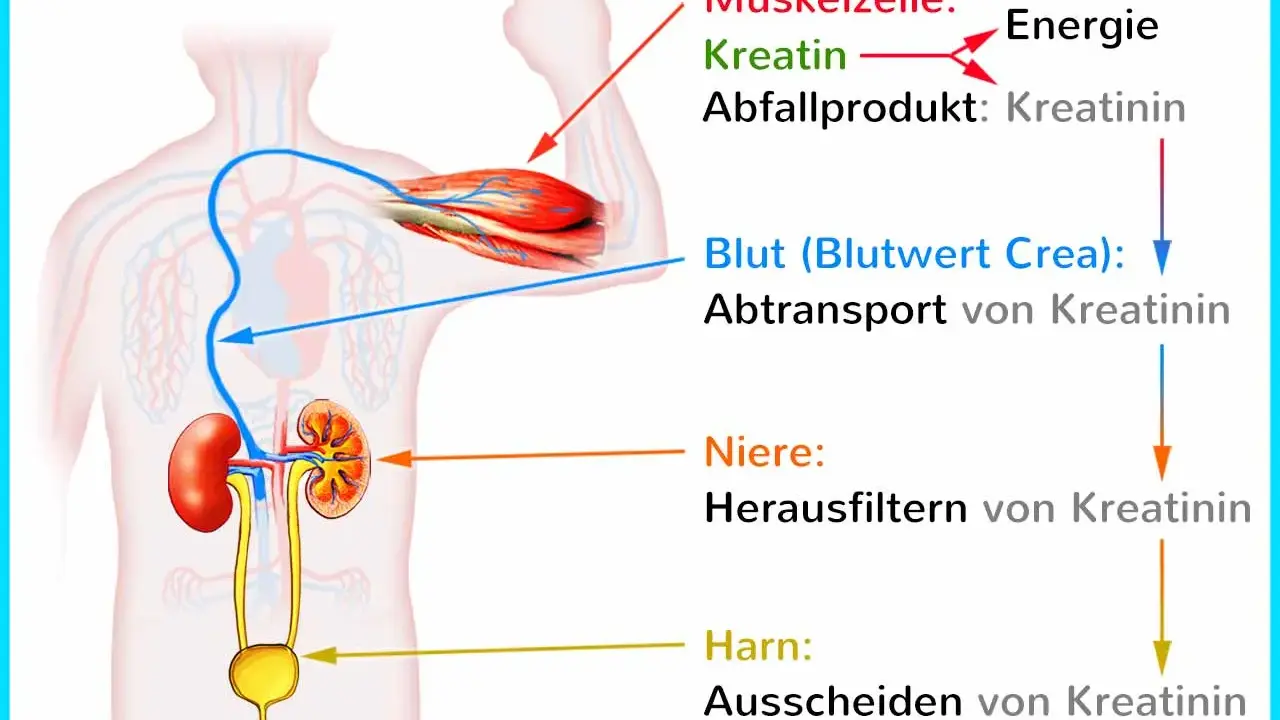 Muskeln produzieren Kreatinin als Abfallprodukt. Der Blutwert zeigt, wie die Nieren Kreatinin filtern und ausscheiden.