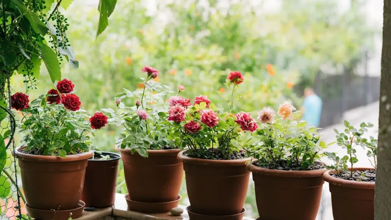 Vackra rosor i krukor på en balkong. En person plantera ros och njuter av blommorna.