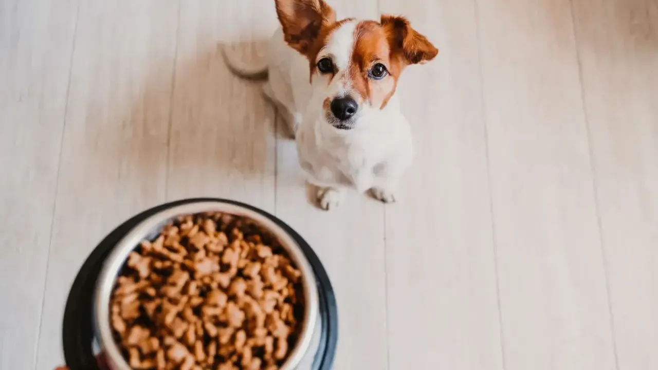 Un adorable Jack Russell attend patiemment son repas maison pour chien, la quantité semble parfaite pour lui.