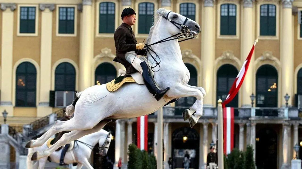 Ein stolzer Lipizzaner in Wien springt vor barocker Kulisse.