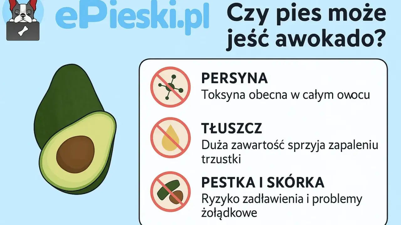 Czy pies może jeść awokado? Grafika ostrzega przed toksyną, tłuszczem i pestką z awokado, które są szkodliwe dla psów.