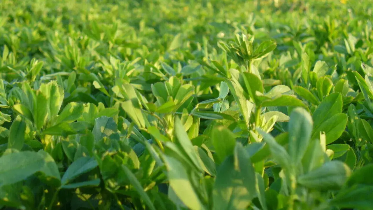 A field of lush green alfalfa, showcasing the dense growth ideal for optimal seeding rate for alfalfa.