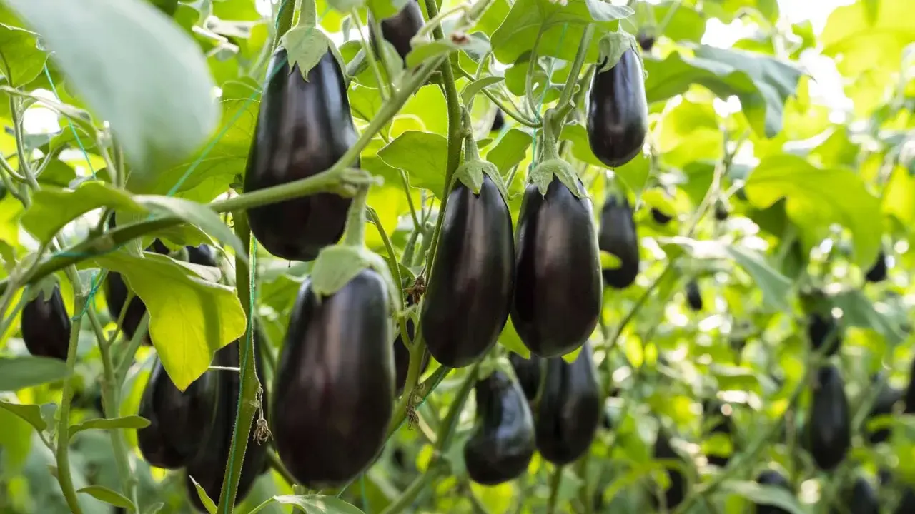 Dark purple eggplants hang from their vines, ready for harvest. Learn when to harvest eggplant for the best flavor and texture.