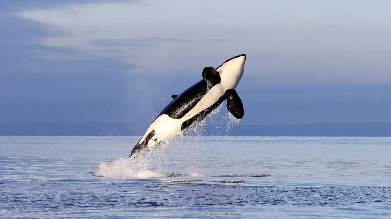 Ein iberischer Orca springt majestätisch aus dem Wasser, seine schwarz-weiße Färbung hebt sich vom blauen Himmel ab.