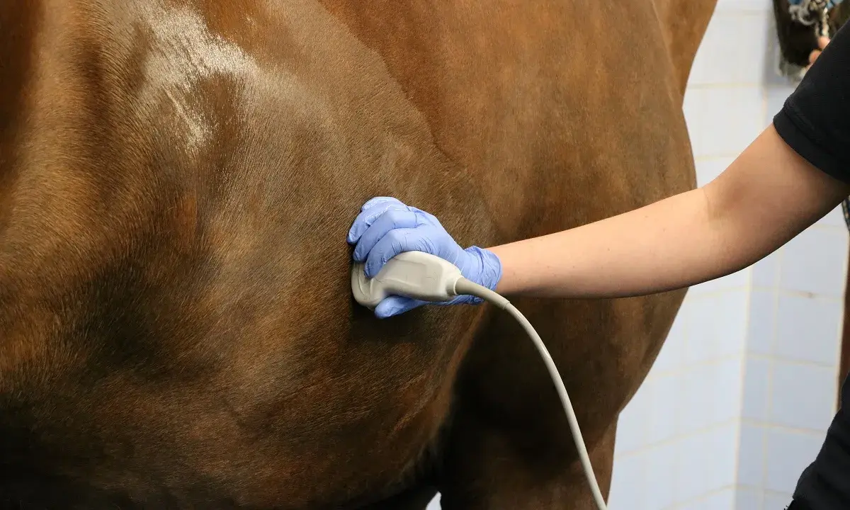 Tierarzt untersucht Pferd mit Ultraschall. Mögliche Symptome für einen Tumor im Bauchraum werden abgeklärt.