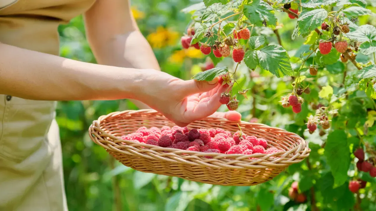 Main d'une personne cueillant des framboises mûres dans un panier en osier, un moment de la culture framboisier.