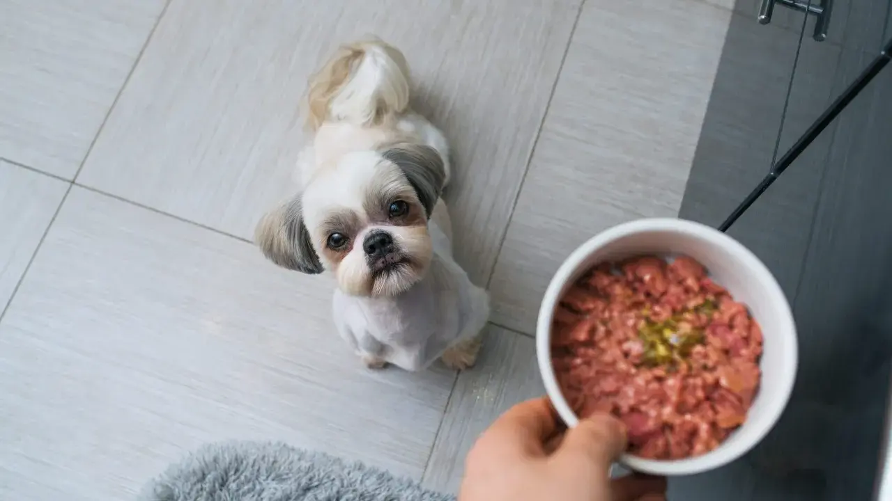 Mały piesek Shih Tzu patrzy z nadzieją na miskę z surowym mięsem. Czy pies może jeść surowe mięso? To pytanie nurtuje wielu właścicieli.