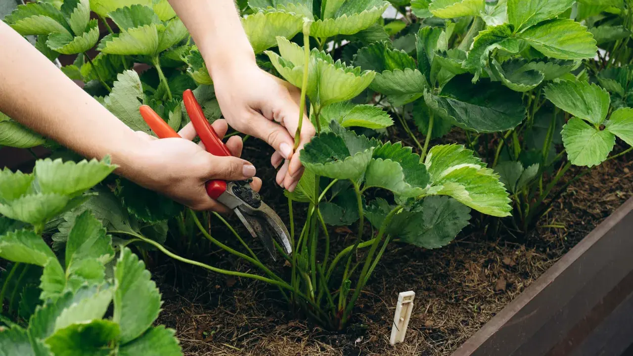 Hände mit roter Gartenschere schneiden junge Triebe von Erdbeerpflanzen.