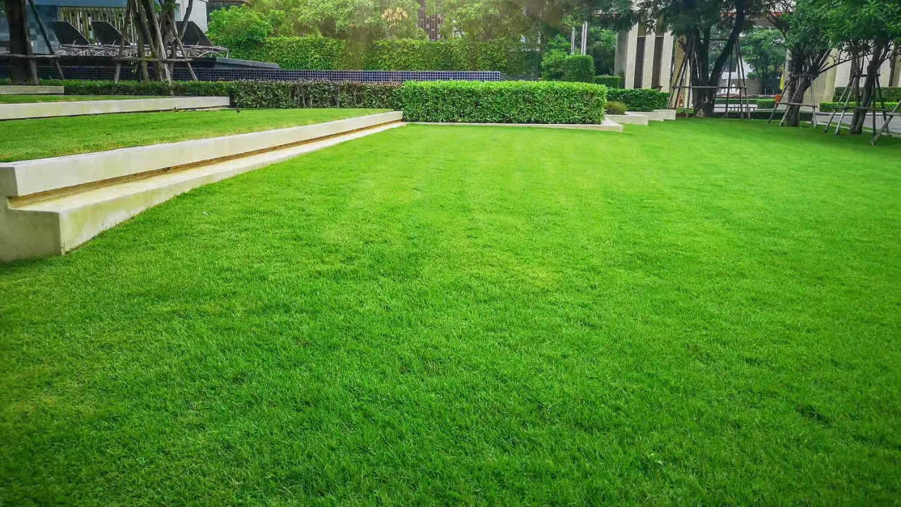 Lush green lawn, perfect for a backyard in Iowa. This vibrant grass looks like it's grown from the best grass seed for Iowa.