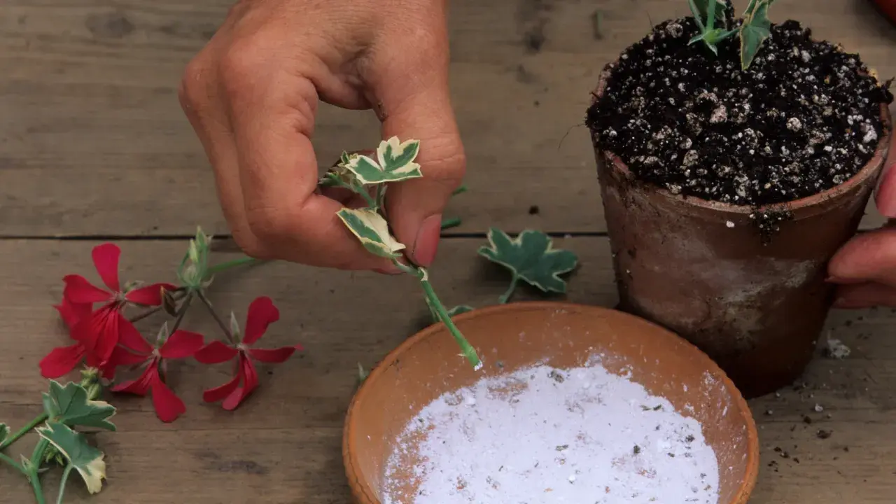 Ręka przygotowuje sadzonki pelargonii do ukorzenienia, zanurzając odcięty pęd w proszku. Obok leżą czerwone kwiaty.