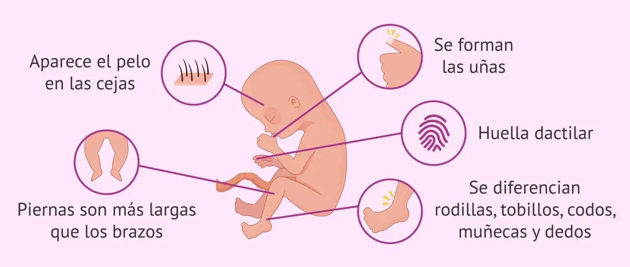 Feto de 16 semanas de embarazo: aparecen cejas, uñas, huellas dactilares, piernas más largas que brazos y se diferencian rodillas, tobillos, codos, muñecas y dedos.
