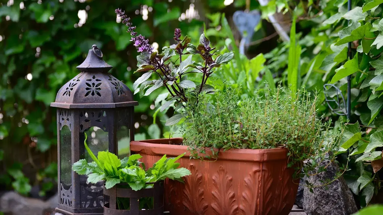 Lanterna décorative et un pot de thym prêt à être planté, avec des herbes aromatiques en arrière-plan.